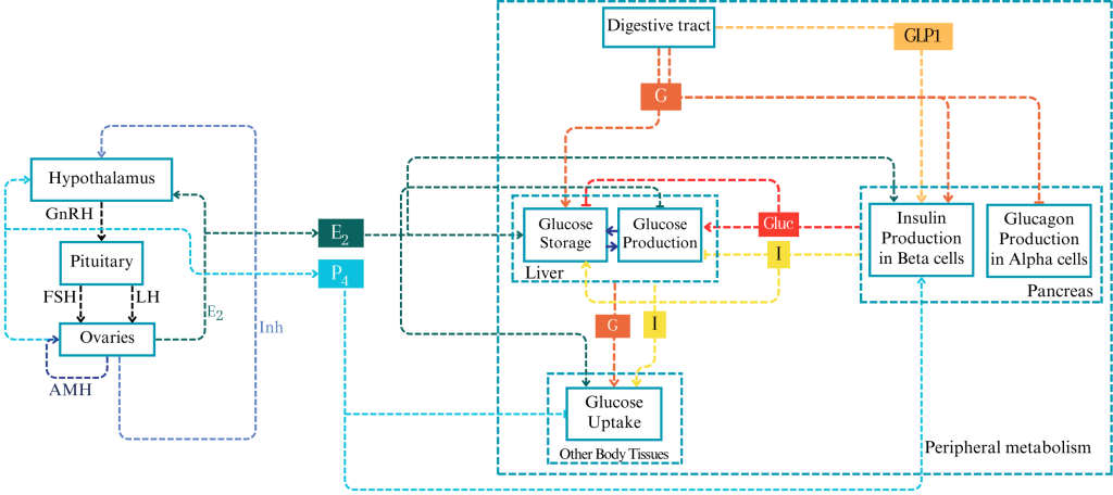 Fig. 4. Hormone signaling. Interaction diagram of the physiological processes regarding the action of E2 and P4 on glucose metabolism (focused on insulin secretion in β-cells, glucose uptake in body tissues, and glucose storage in the liver). The left side shows the feedback loop from the HPO axis, with the Anti-Müllerian Hormone (AMH), E2 and P4 produced in and secreted by the ovaries, the Gonadotropin-releasing hormone (GnRH) by the hypothalamus and the Follicle-Stimulating Hormone (FSH) together with the Luteinizing Hormone (LH) produced in and secreted by the Pituitary. The right side is explained in Fig. 3. Pointing arrows are promoting effects, and flat-ended lines represent inhibitory effects.